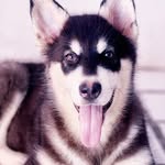 TED - @tedmalamute - Instagram