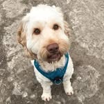 Ted Thompson, Manchester UK - @ted_the_cockapoo_daley - Instagram