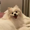 Ted Lulu e Manos - @tedlulu2022 - TikTok
