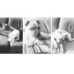 @_maple_and_ted_ - Instagram