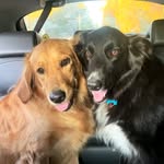 Maple N Teddy - @mapleandtedretrievers - Instagram