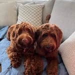 Maple&Teddy - @maple.and.teddy - Instagram