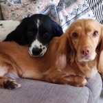 @rosie.maple.and.ted - Instagram