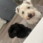 Ted and Maple - @teddyandmapes_ - Instagram