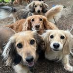 Ted, Oscar, Rue & Maple 🐾 - @ted.oscar.rue.maple_dachshunds - Instagram