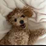 Teddi Maples🧸 - @teddi.maples - Instagram