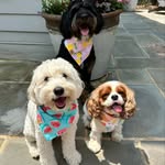 Teddy & Cotton & Maple 🐾 - @teddy.cotton.maple - Instagram