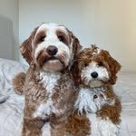 teddy & maple 🧸 mini labradoodles - @ourdoodteddy - Instagram