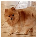 Teddy & Maple Poms - @teddyandmaplez - Instagram
