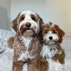teddy and maple - @ourdoodteddy - TikTok