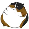 teddyandmaple - @teddyandmaple - TikTok
