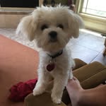 Teddy Bo🤘🏼🐶❤️ - @teddybomarchant - Instagram