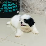 Ted Marinho de Sá 🐶 - @tedmarinho_ - Instagram