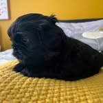Teddy Bear Markham - @teddybearmarkham - Instagram