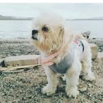 Ted Marks - @gypsymafiadogg - Instagram
