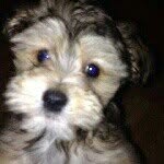 Ted Marquez - @tedthepup69 - Instagram