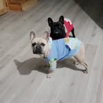 Teddy Márquez  🐕 Amy Márquez 🐕Cleo Márquez 🐕 - @familia_de_frenchies_marquez - Instagram