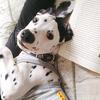 Ted, o dálmata. - @ted.odalmata - TikTok