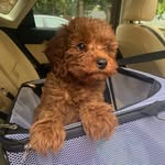 Teddy The Cavapoo - @teddymatson - Instagram