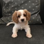 Teddy Mayes - @teddythecavapoo19 - Instagram