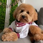 Teddy 🐾 - @ted.mazur.themaltipoo - Instagram