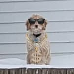 teddy mcconnell🐶🐾🦴 - @woof.shady_ - Instagram