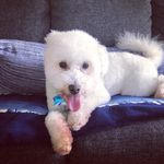 Teddy McCormick - @tedbearpoo - Instagram
