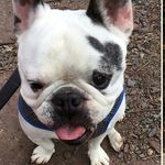 teddy - @ted_mcgowan_ - Instagram