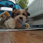 Teddy Hyde McIntyre - @teddystailss - Instagram
