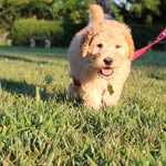 Teddy Roosevelt McKinley - @teddyrooseveltmckinley - Instagram
