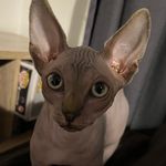 Theodore Bundy McLennan Odom - @teddythenaked - Instagram