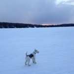 Teddy John Pautina McLeod🐶 - @teddymcleod2 - Instagram