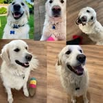 Teddy Floofball McMahon - @teddy_the_golden_official - Instagram