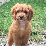 Teddy McMahon - @teddythegingercockapoo - Instagram
