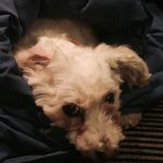 Teddy McMahon - @teddydogyeg - Instagram