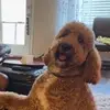 Teddie McNair - @teddiethedoodle - TikTok