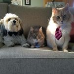 Teddy & friends. - @mcqueenandteddy - Instagram