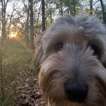 Teddy Bear McQueen - @teddybearmcqueen - Instagram