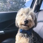 Teddy Bear McQueen - @beartakestulsa - Instagram