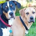 Ted Meade - @pappadog2 - Instagram