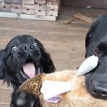 Teddy Meagher - @its_teddy_the_dog - Instagram