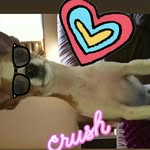 Ted🐶 - @tedmedeiros__ - Instagram