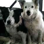 Ted Meeker - @meekerelectric - Instagram