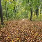 Teddy Cockerpoo - @teddy.meissner - Instagram