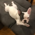 Teddy - @teddybearmesser - Instagram