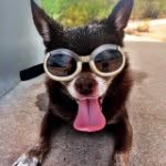 Ted Metz🐒 - @ted_the_chihuahua - Instagram