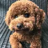 Teddy the poodle - @michoniko - TikTok
