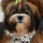I Love Dogs - @tedmikefofinhos - Instagram