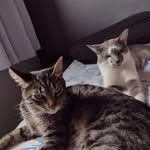 Ted&Mike_cats - @ohgato_ted - Instagram