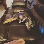 🐾Ted  Millard🐾 - @minpin_teddy - Instagram